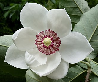 Magnolia, Arkansas